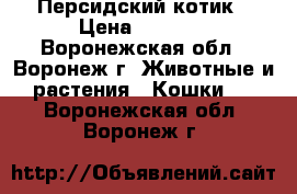 Персидский котик › Цена ­ 3 000 - Воронежская обл., Воронеж г. Животные и растения » Кошки   . Воронежская обл.,Воронеж г.